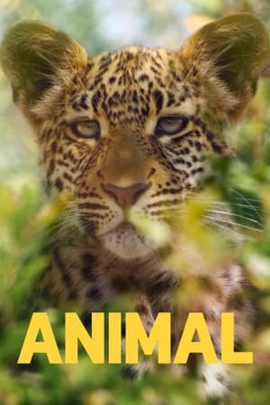 Animal temporada  1 online